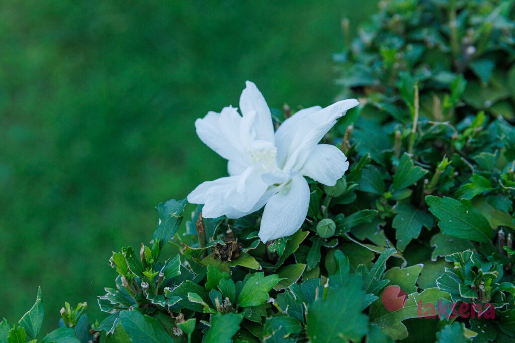 Hibiscus syriacus гибискус сирийский роза шарона