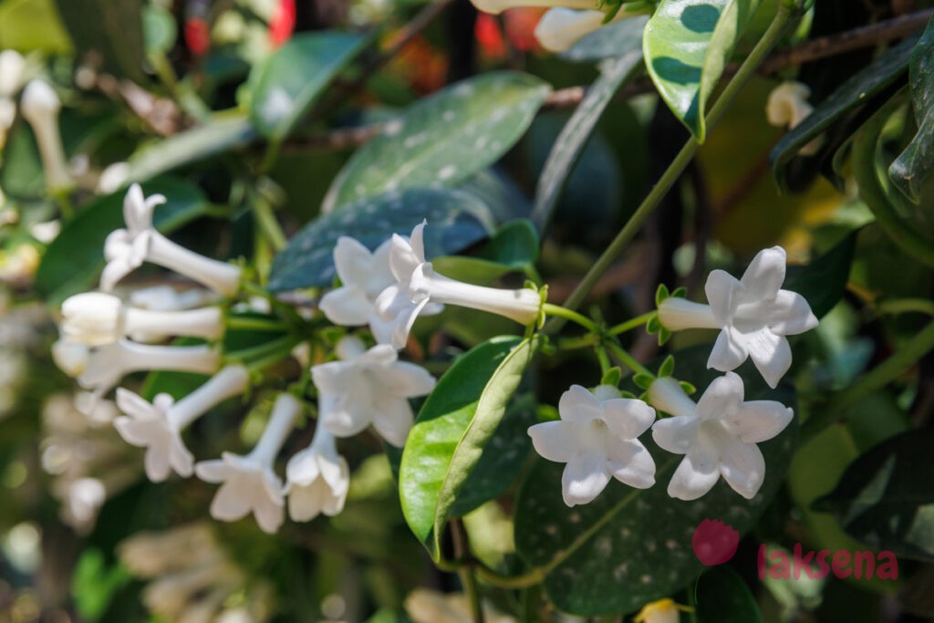 Стефанотис обильноцветущий (лат. Stephanotis floribunda) цветы турции