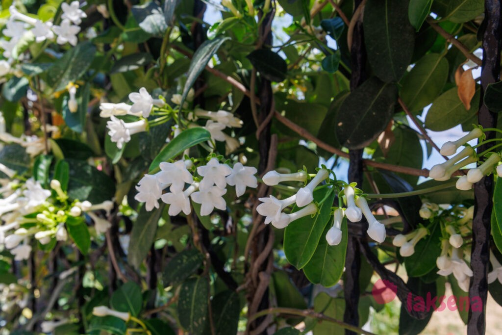 Стефанотис обильноцветущий (лат. Stephanotis floribunda)