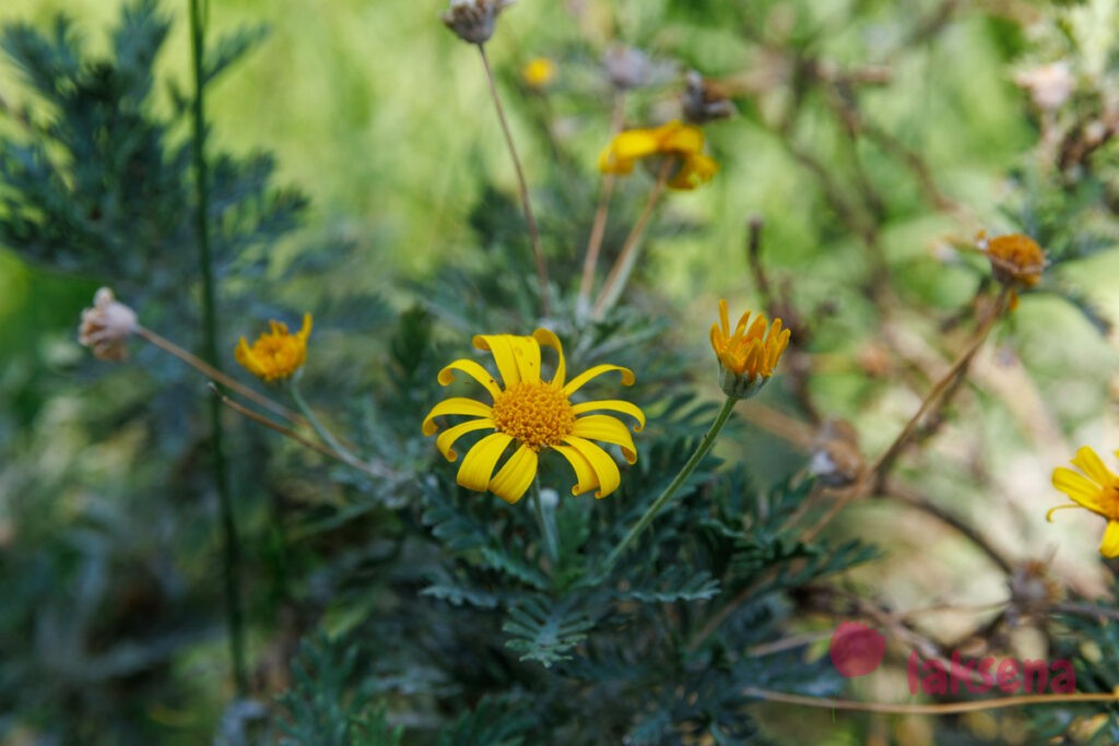 Крестовник весенний (лат. Senecio squalidus) цветы турции