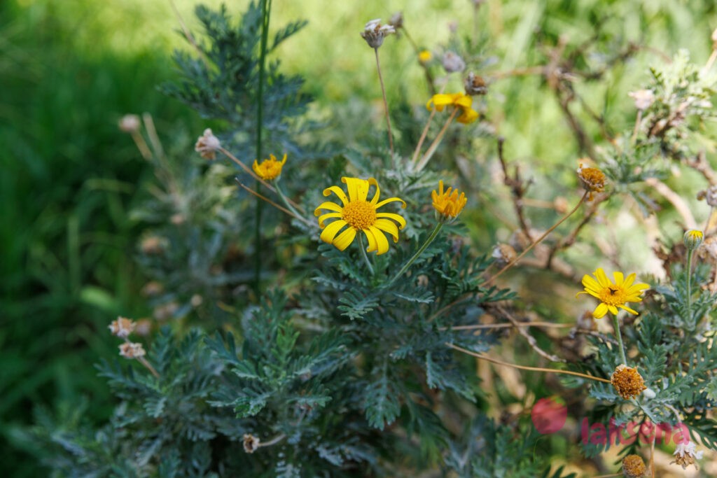 Крестовник весенний (лат. Senecio squalidus)