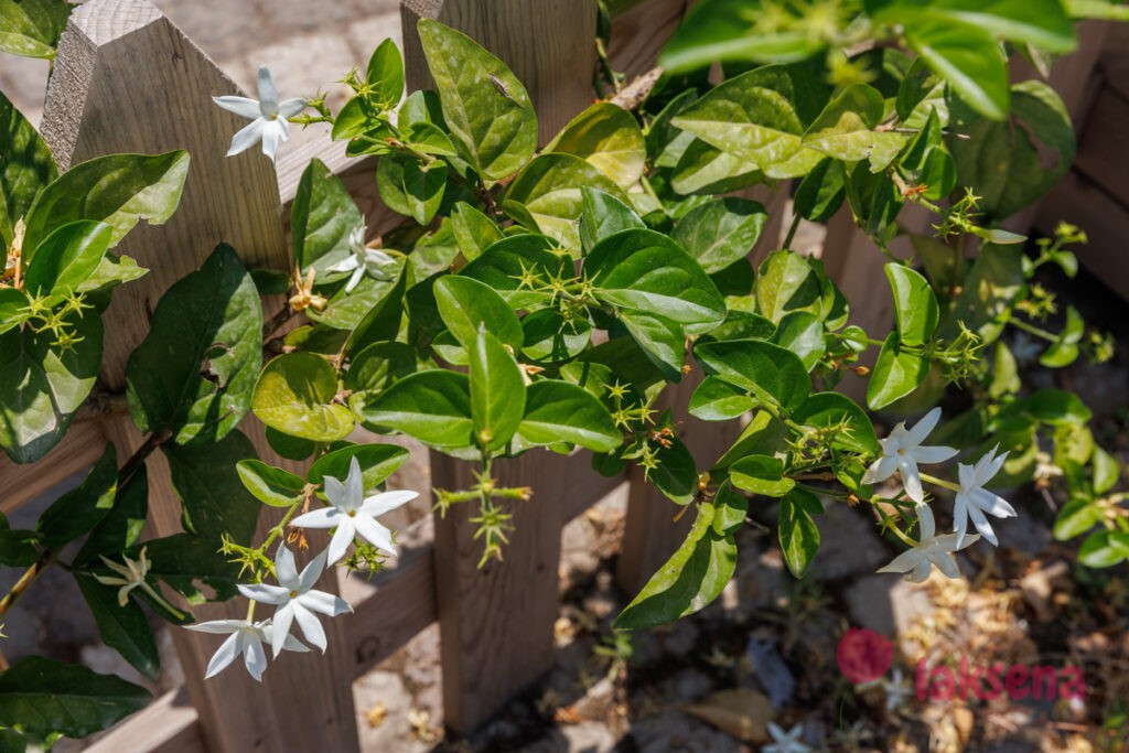 Жасмин индийский (Jasminum sambac)