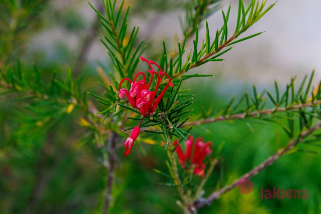 Гревиллея розмаринолистная (лат. Grevillea rosmarinifolia) цветы турции