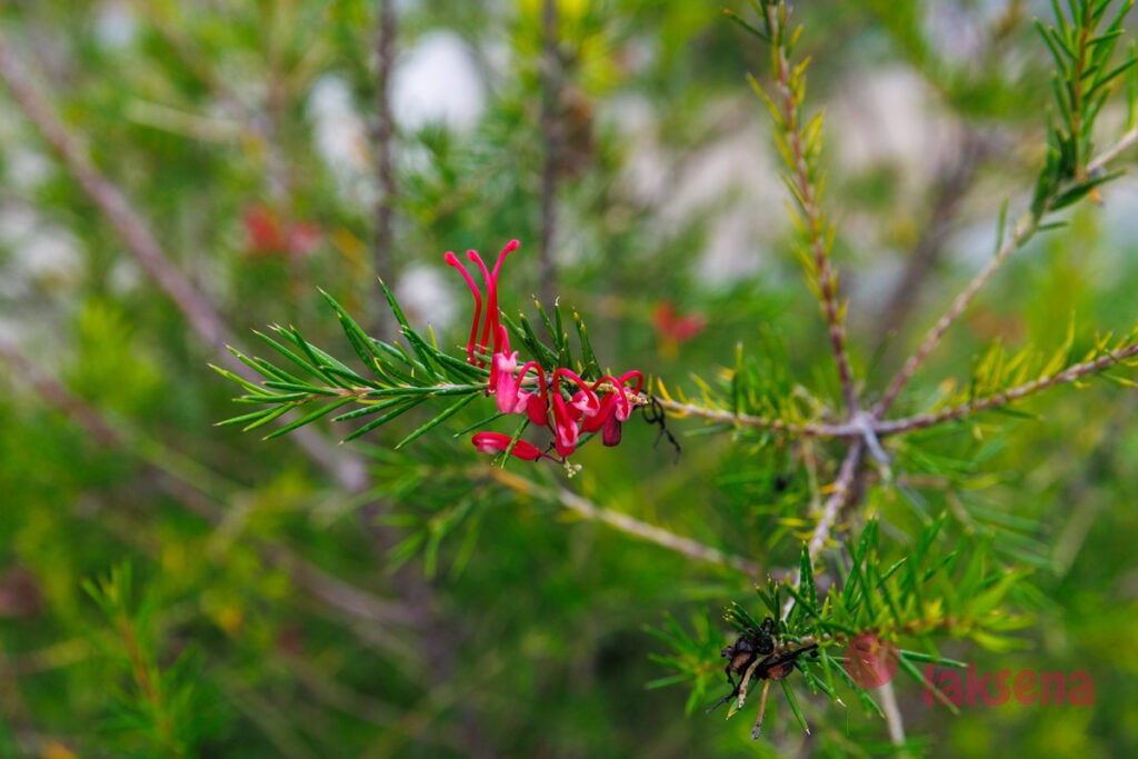 Гревиллея розмаринолистная (лат. Grevillea rosmarinifolia)