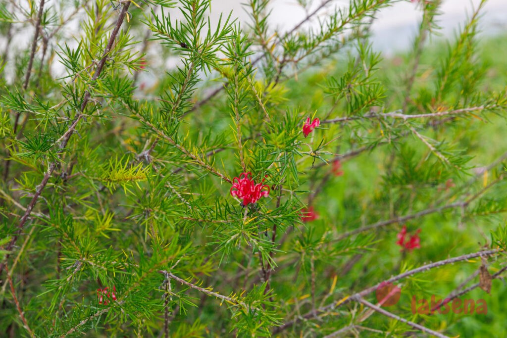 Гревиллея розмаринолистная (лат. Grevillea rosmarinifolia)