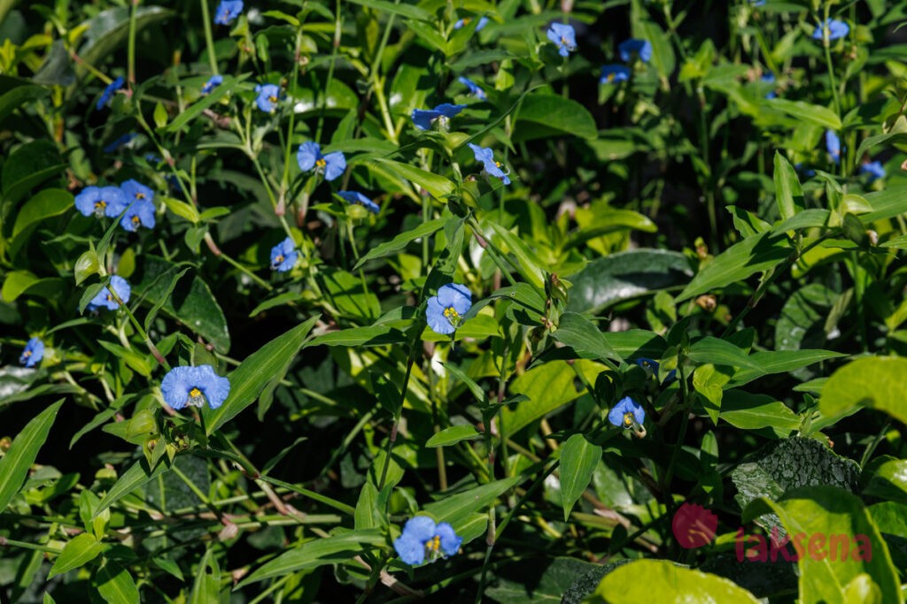 Коммелина обыкновенная (лат. Commelina communis)  цветы турции