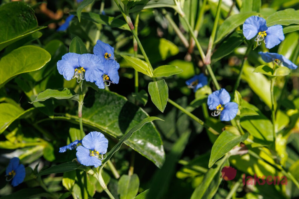 Коммелина обыкновенная (лат. Commelina communis) 