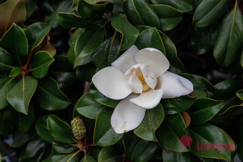 Магнолия крупноцветковая (Magnolia grandiflora)