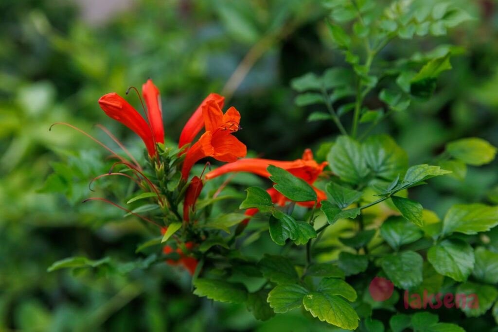 Текомария капская (Tecomaria capensis) цветы турции