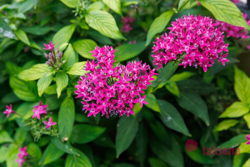 Пентас ланцетный (лат.Pentas lanceolata)