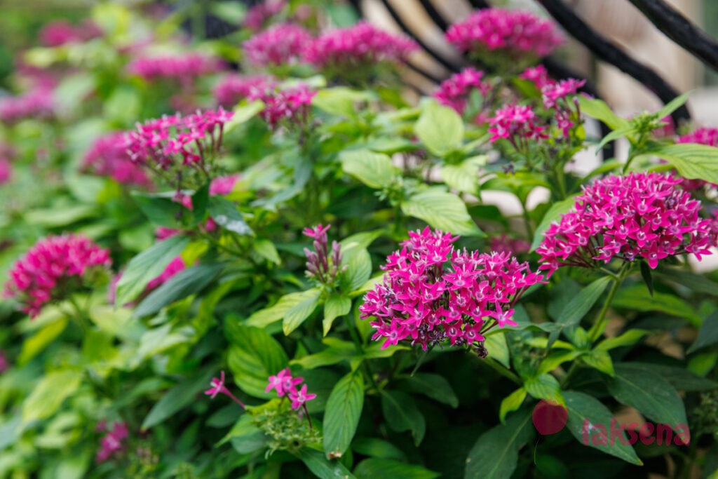 Пентас ланцетный (лат.Pentas lanceolata) цветы турции