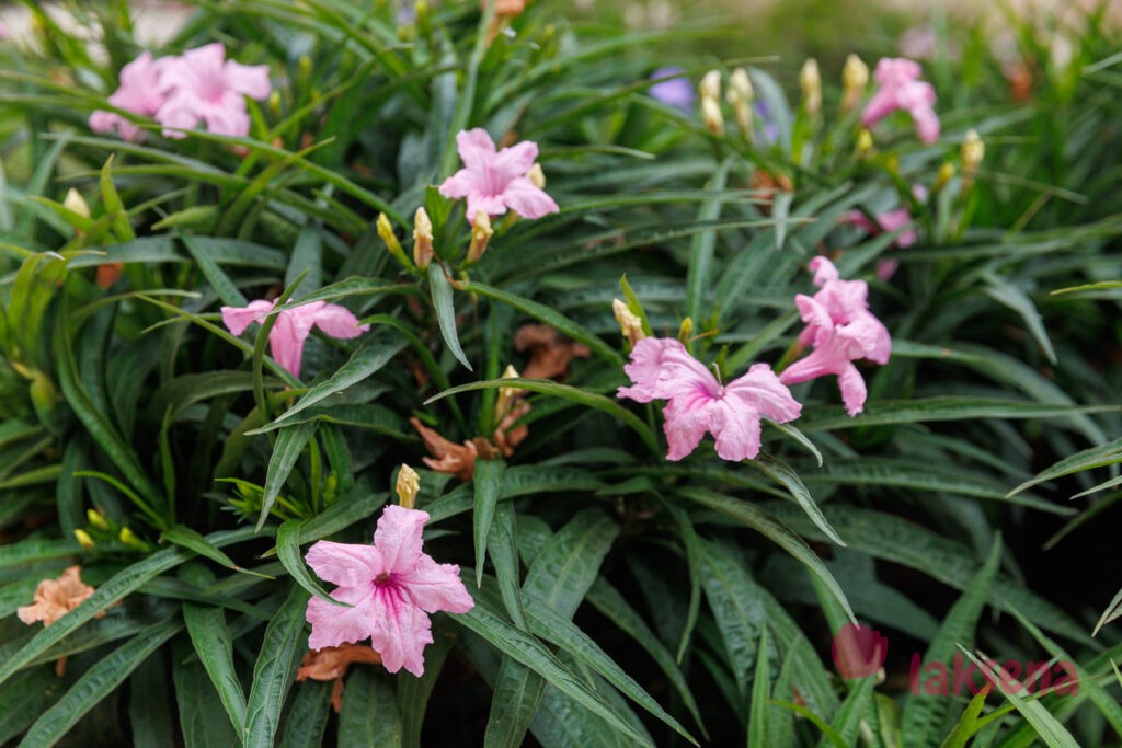 Руэллия Бриттона (Ruellia brittoniana, Ruellia tweediana)