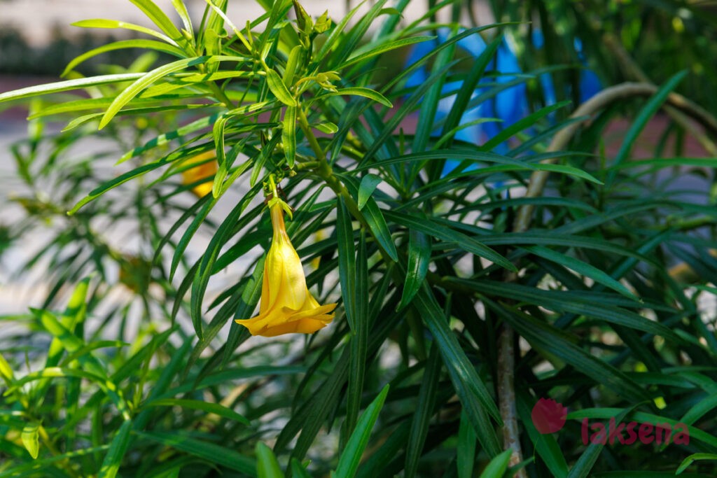 Тевеция, Жёлтый олеандр (Thevetia nereifolia, Thevetia peruviana, Cascabela thevetia)