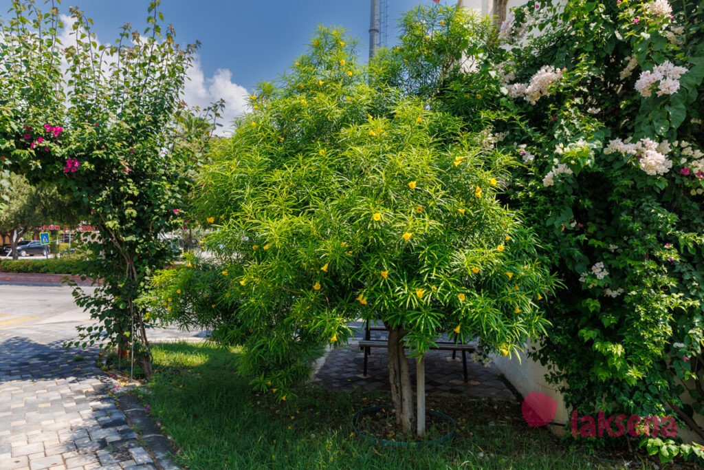 Тевеция, Жёлтый олеандр (Thevetia nereifolia, Thevetia peruviana, Cascabela thevetia) цветы турции