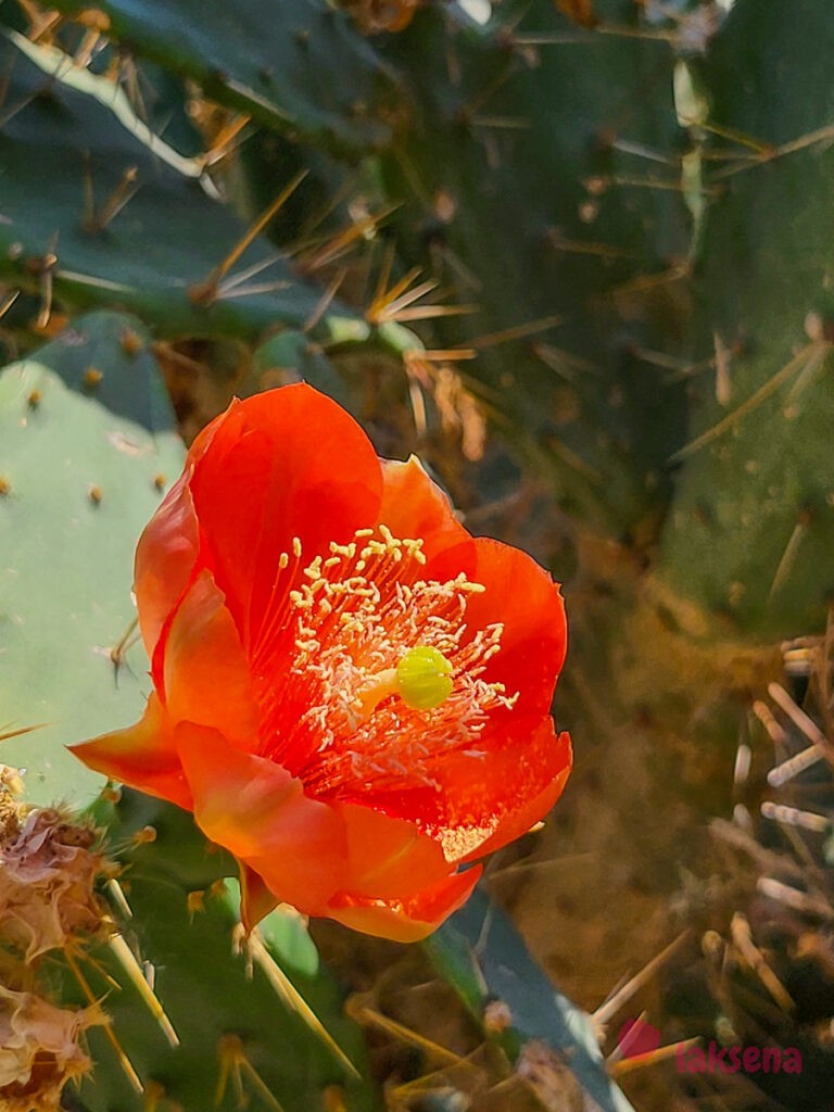 Опунция (Opuntia)