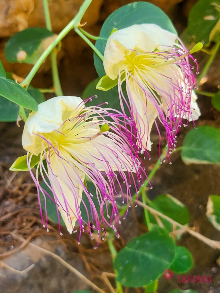 Каперс колючий (Capparis spinos)