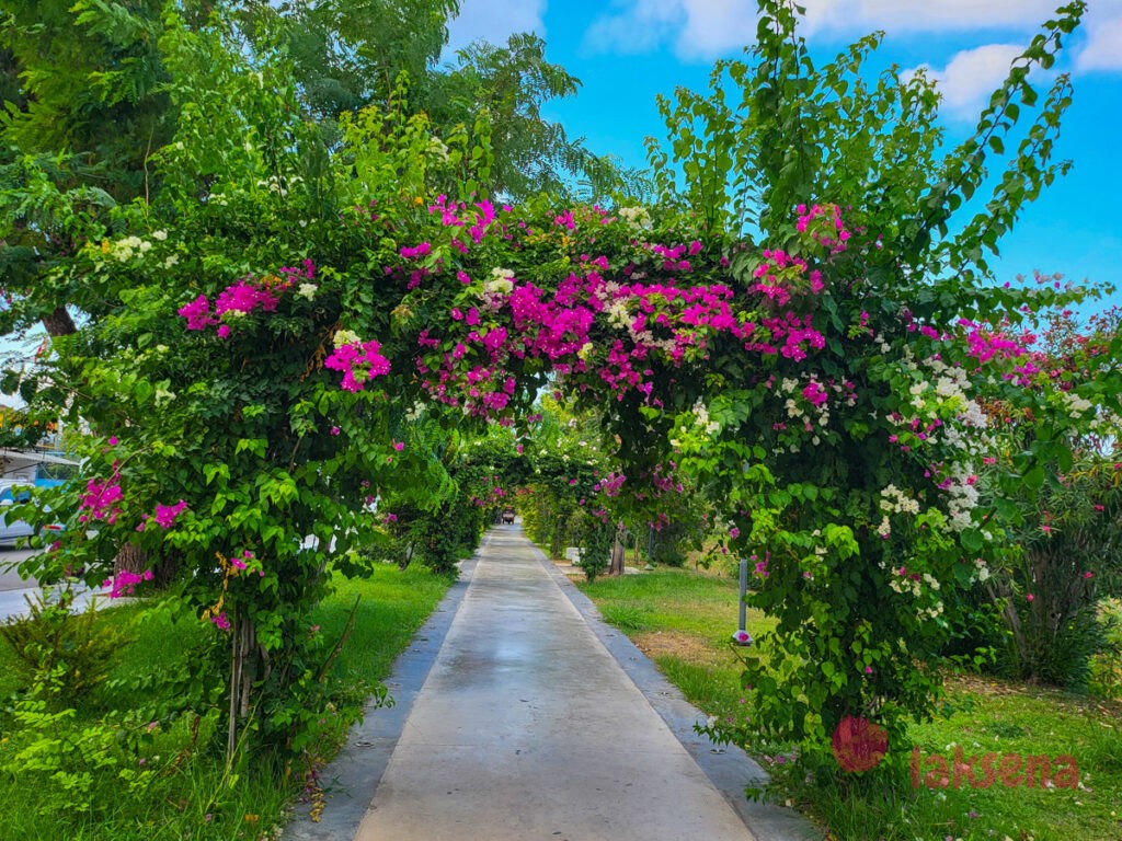 Бугенвиллея (Bougainvillea)