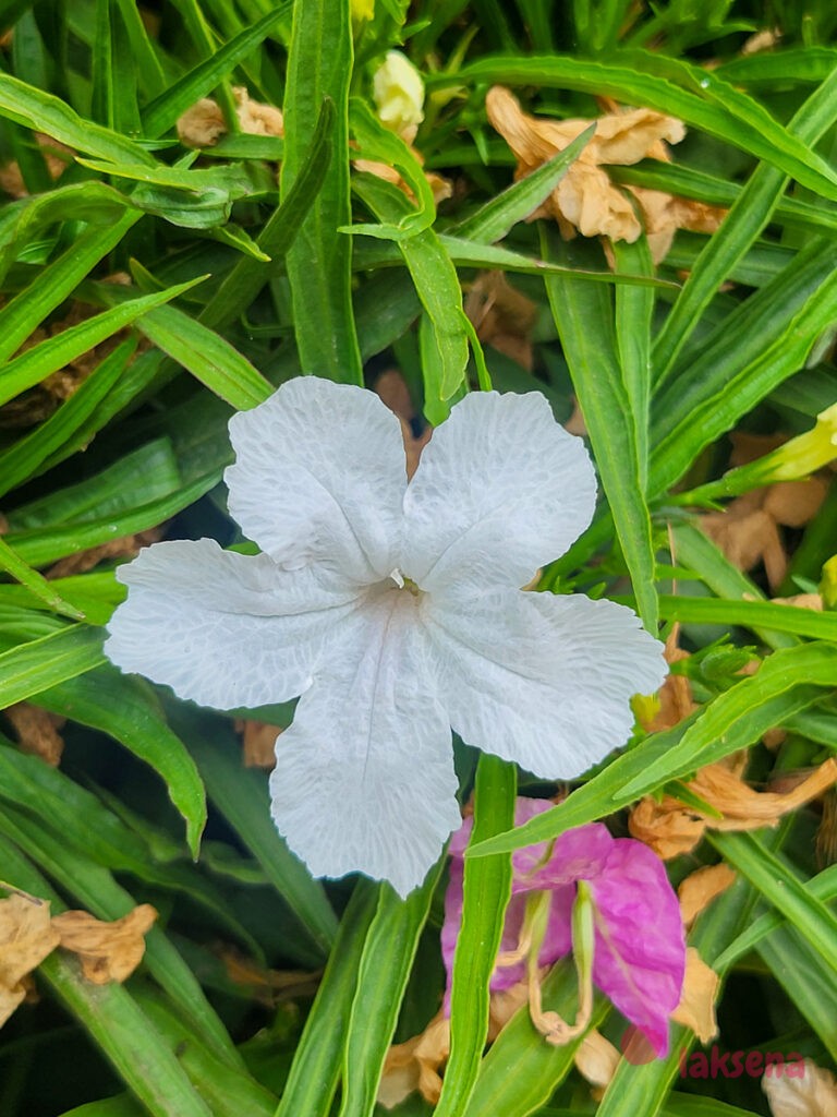 Руэллия Бриттона (Ruellia brittoniana, Ruellia tweediana)