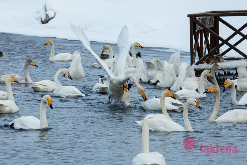 лебединое озеро алтайский край