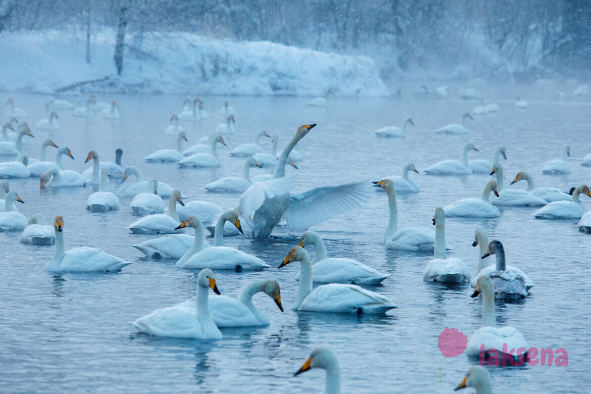 Лебединое озеро, Алтайский край