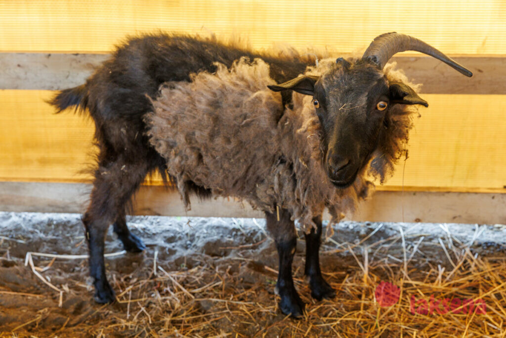 Горно-алтайская пуховая мини-ферма коза-егоза
