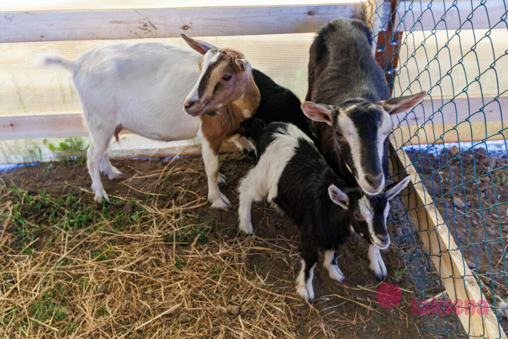 Камерунская карликовая коза мини-ферма коза-егоза