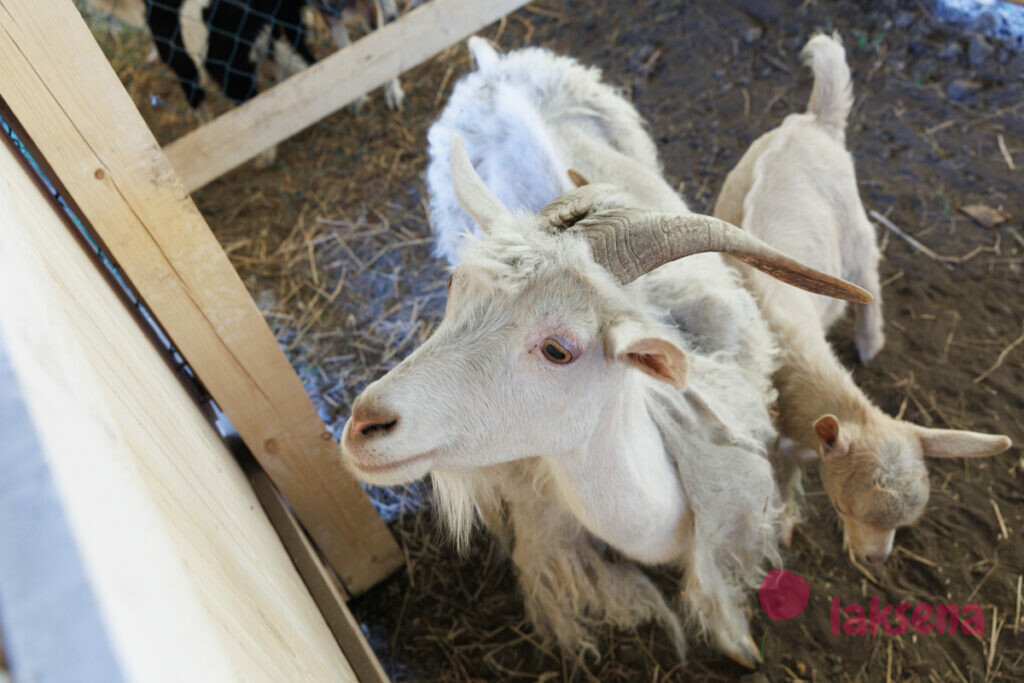 Ангорская коза мини ферма коза егоза