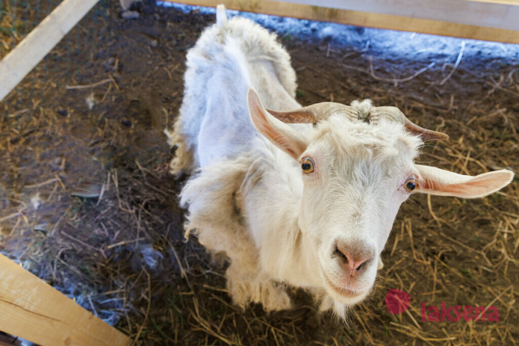 Ангорская коза мини-ферма коза-егоза
