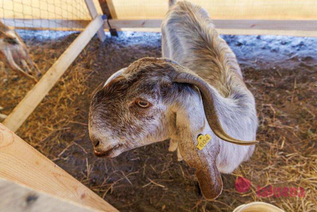Дамасская шами мини-ферма коза-егоза