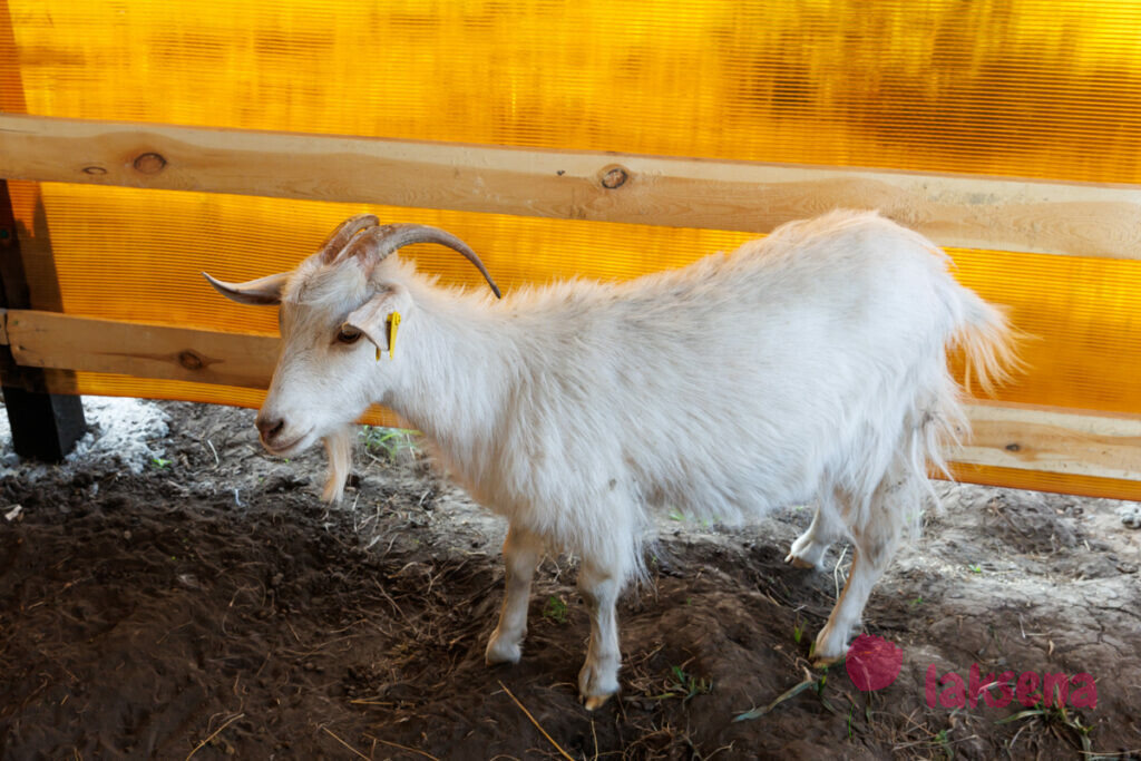 Оренбургская пуховая коза