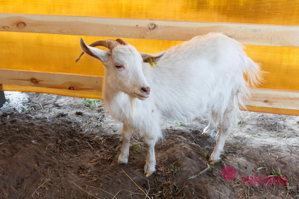 Оренбургская пуховая коза мини ферма коза егоза