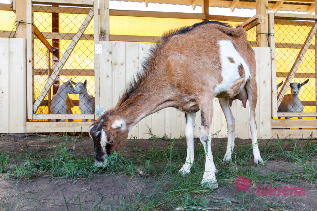 ламанчская коза ламанча мини ферма коза егоза