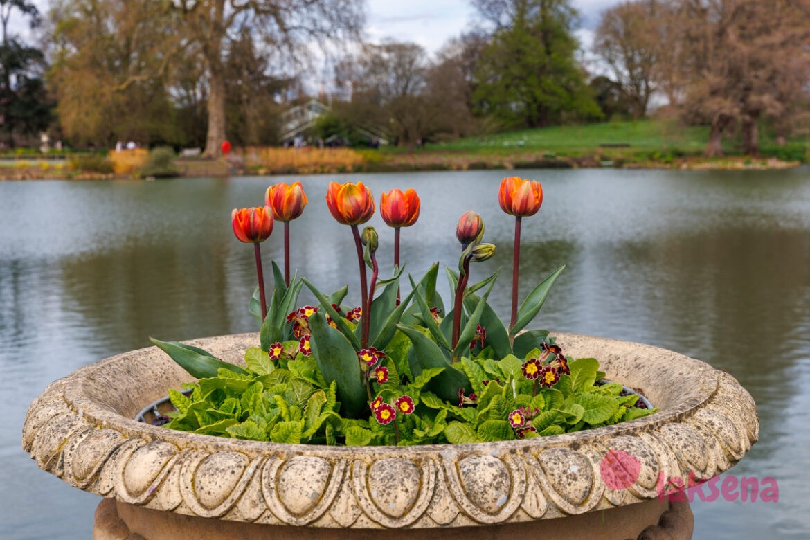 Королевские ботанические сады Кью (Kew Gardens)