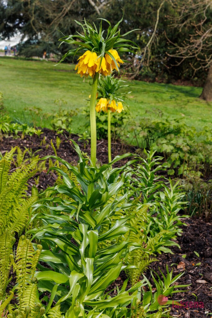 Королевские ботанические сады Кью (Kew Gardens)