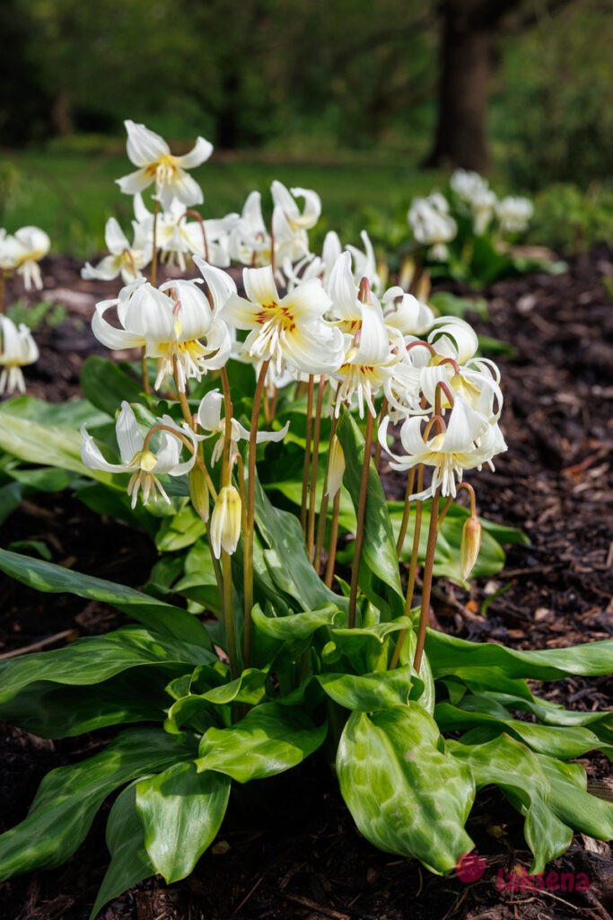 Королевские ботанические сады Кью (Kew Gardens)