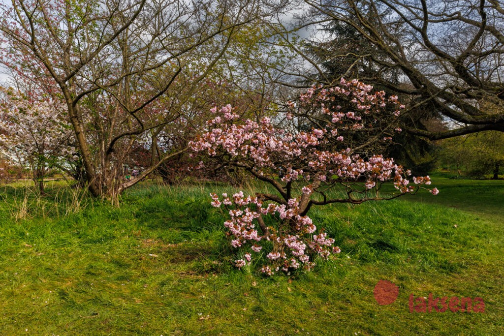 Королевские ботанические сады Кью (Kew Gardens)