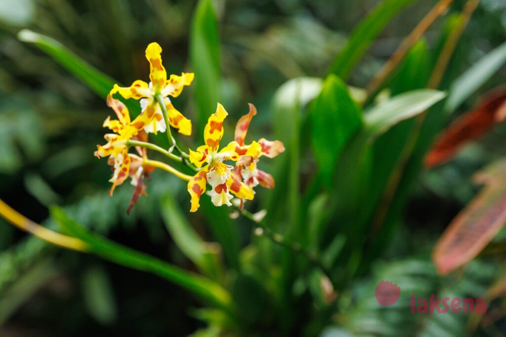 Королевские ботанические сады Кью (Kew Gardens)