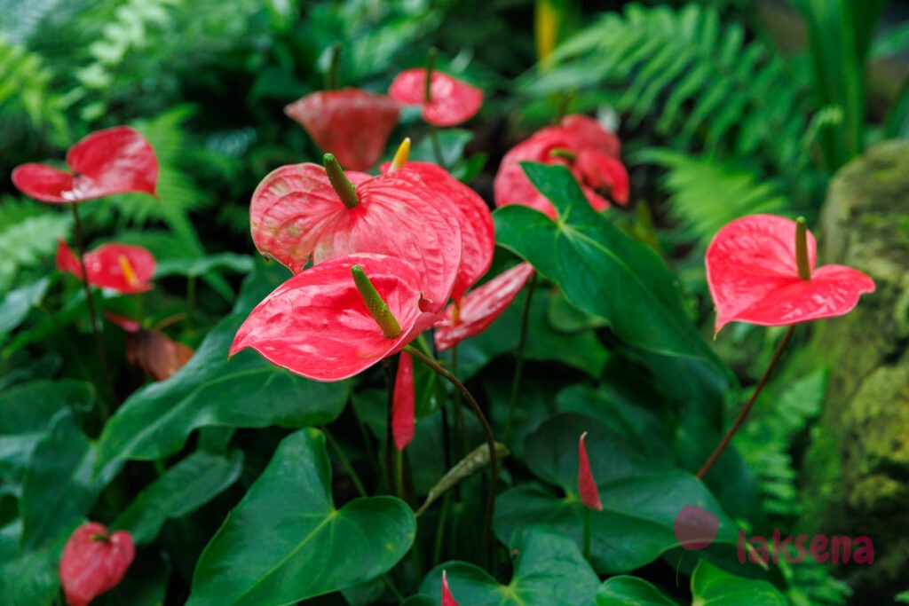 Королевские ботанические сады Кью (Kew Gardens)