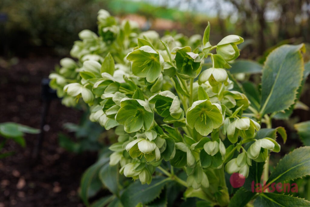 Королевские ботанические сады Кью (Kew Gardens)