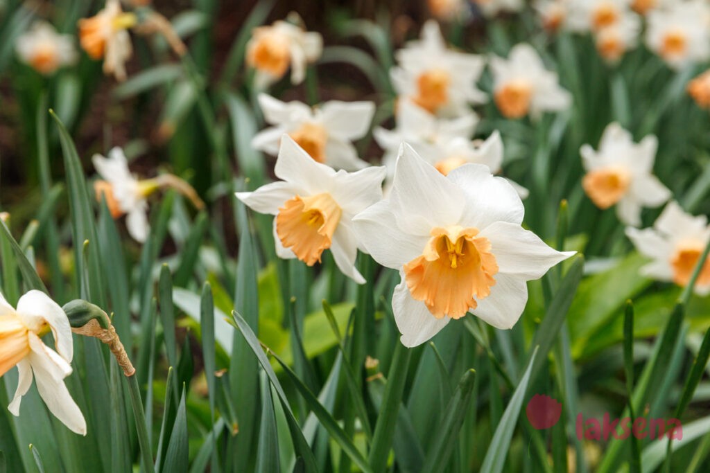 Королевские ботанические сады Кью (Kew Gardens)