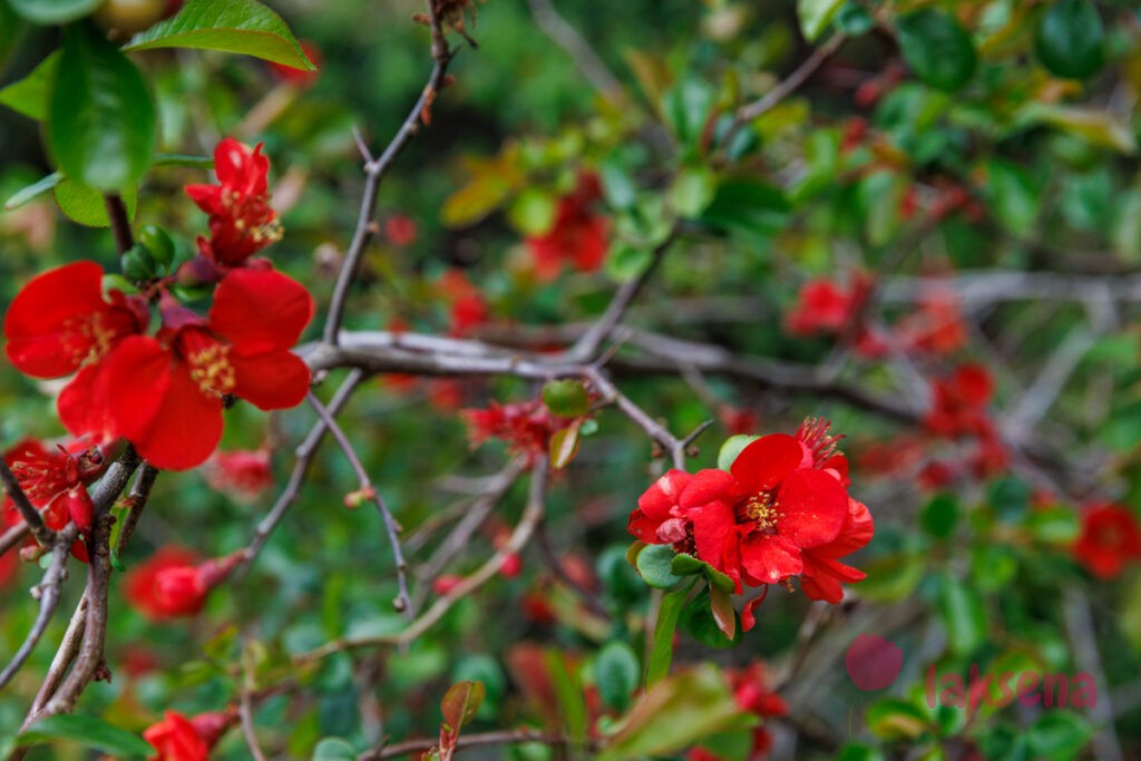 Королевские ботанические сады Кью (Kew Gardens)