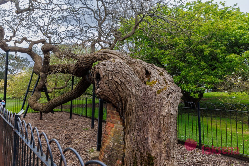 Королевские ботанические сады Кью (Kew Gardens)