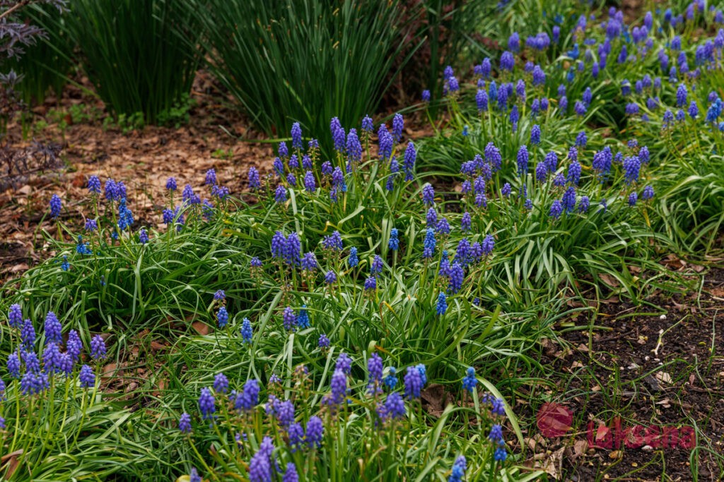 Королевские ботанические сады Кью (Kew Gardens)