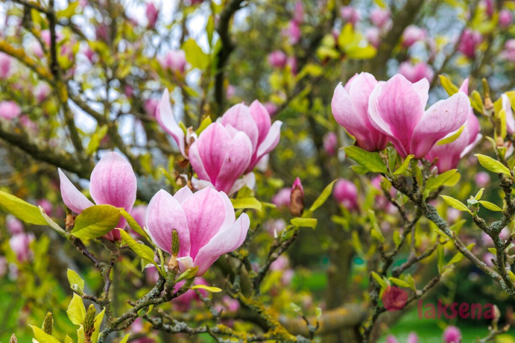 Королевские ботанические сады Кью (Kew Gardens)