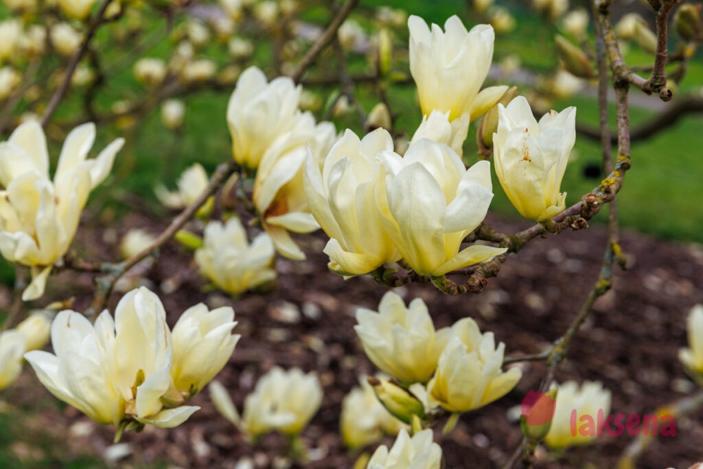 Королевские ботанические сады Кью (Kew Gardens)