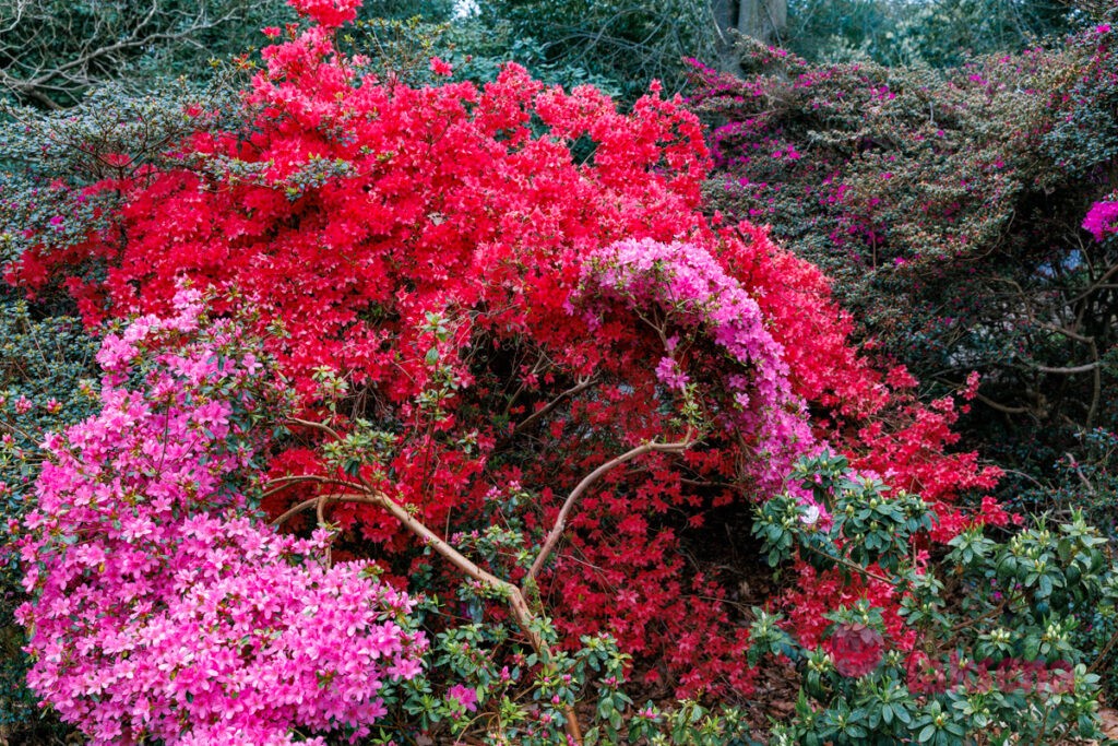 Королевские ботанические сады Кью (Kew Gardens)