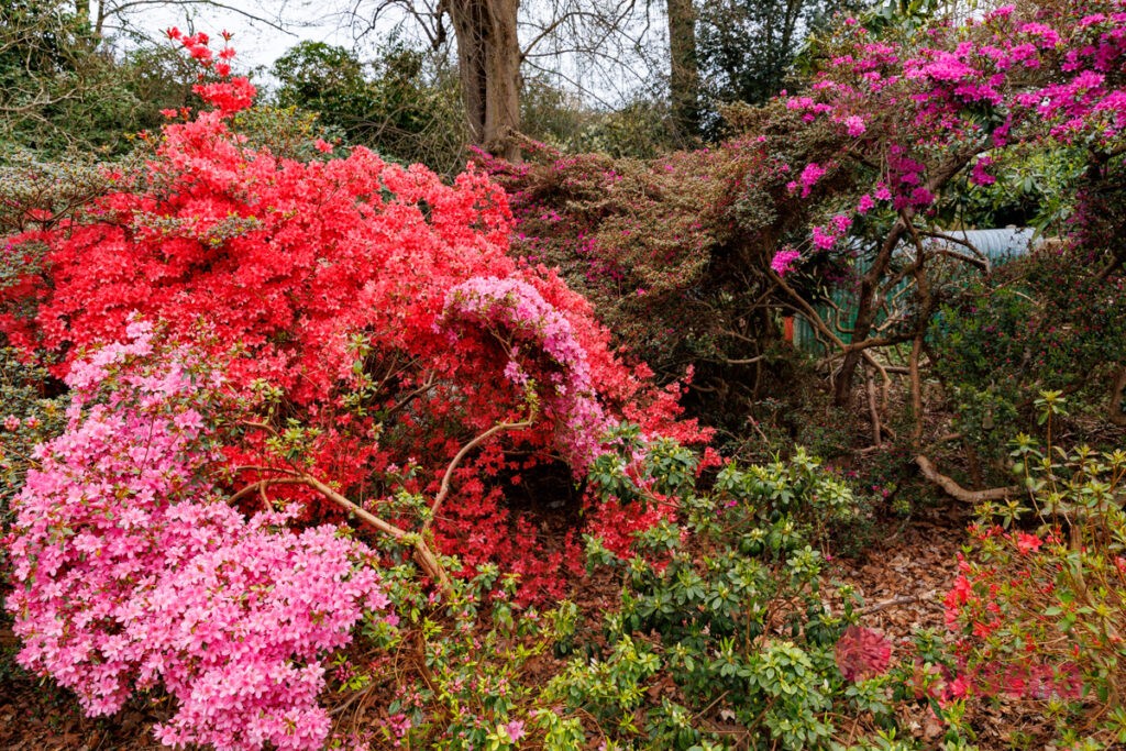 Королевские ботанические сады Кью (Kew Gardens)