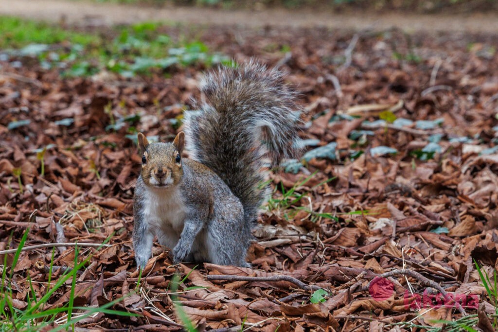 Королевские ботанические сады Кью (Kew Gardens)