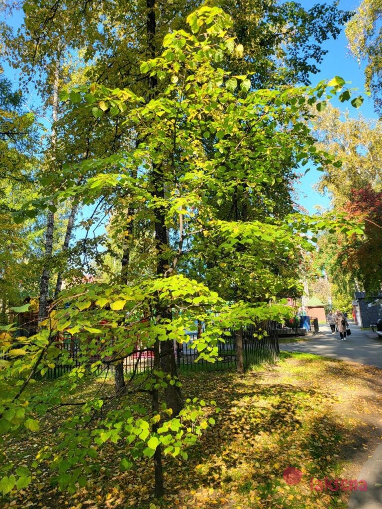 Презентация "Деревья Центрального парка" Липа сердцевидная