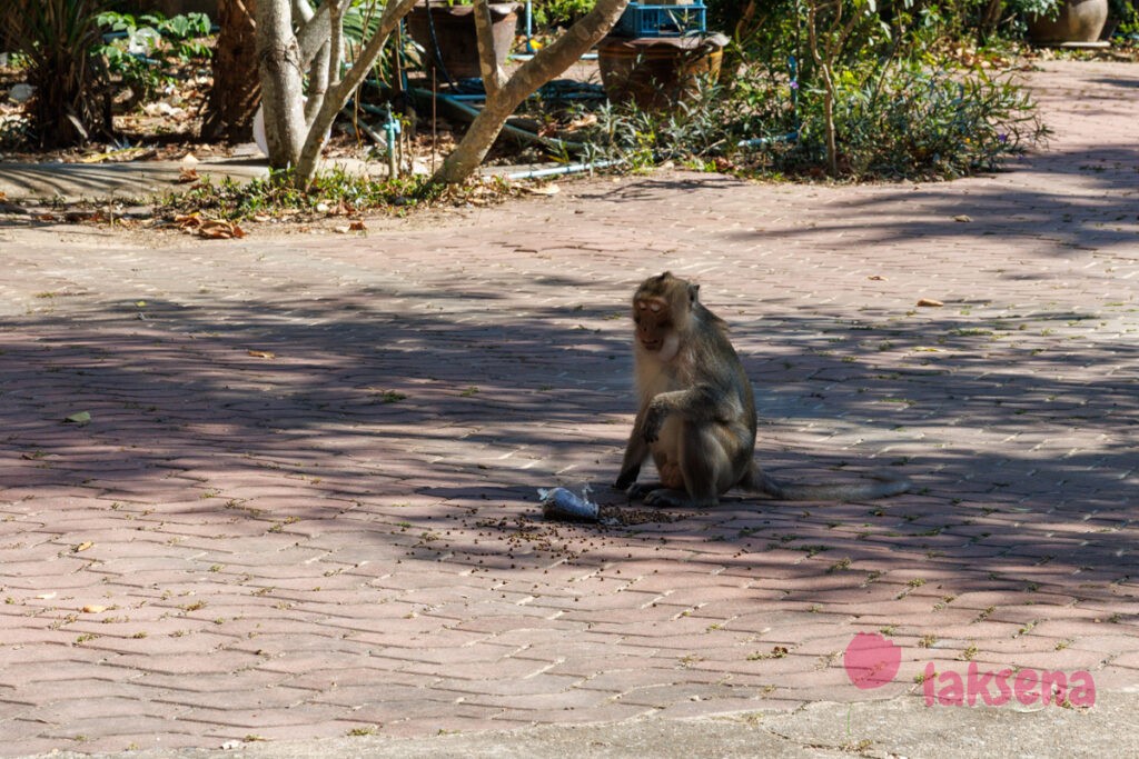 экскурсия в логово дракона Пещерный храм Wat Tham Khao Prathun